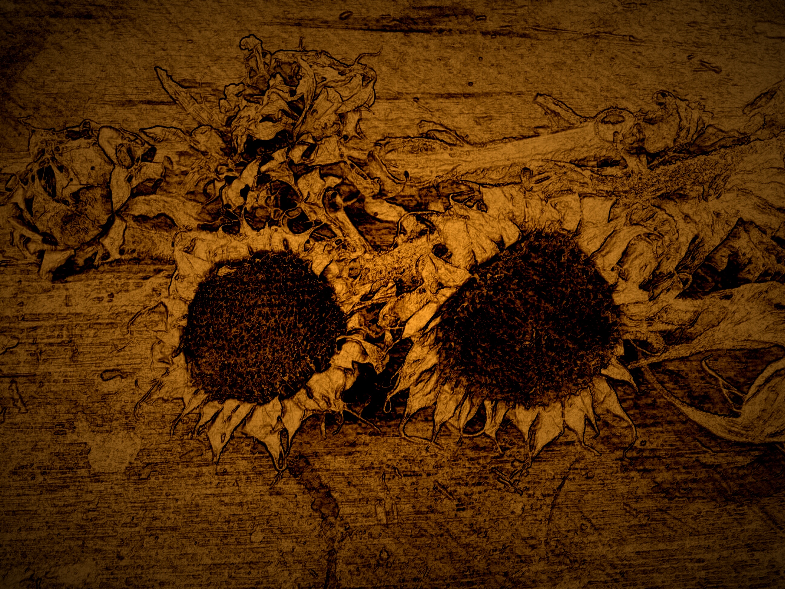 Dried sunflowers, Hilmi Baskurt, pencil, charcoal, shellac and ink, 2016